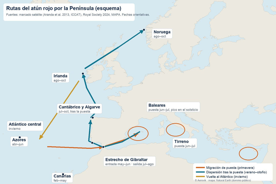 Mapa esquemático de las rutas migratorias del atún rojo alrededor de la Península Ibérica
