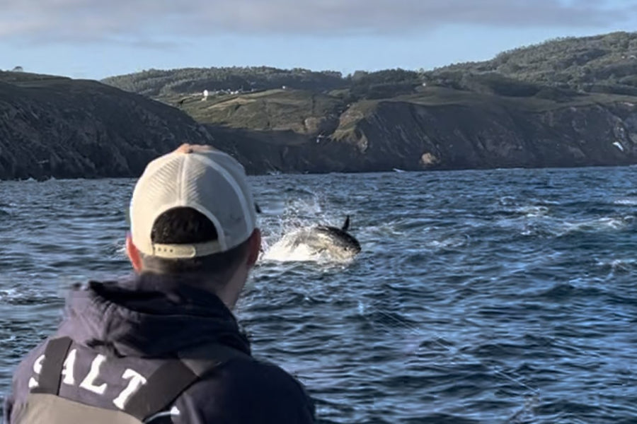 Atún saltando en superficie cerca de la costa